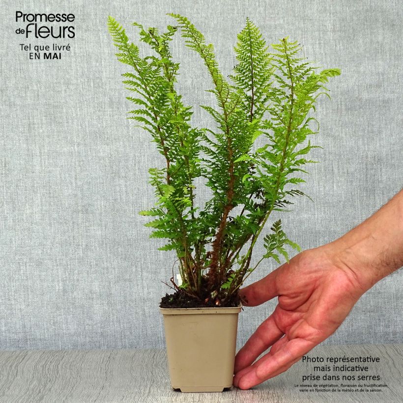 Polystichum setiferum Proliferum - Soft Shield Fern 8/9 cm pot sample as delivered in spring