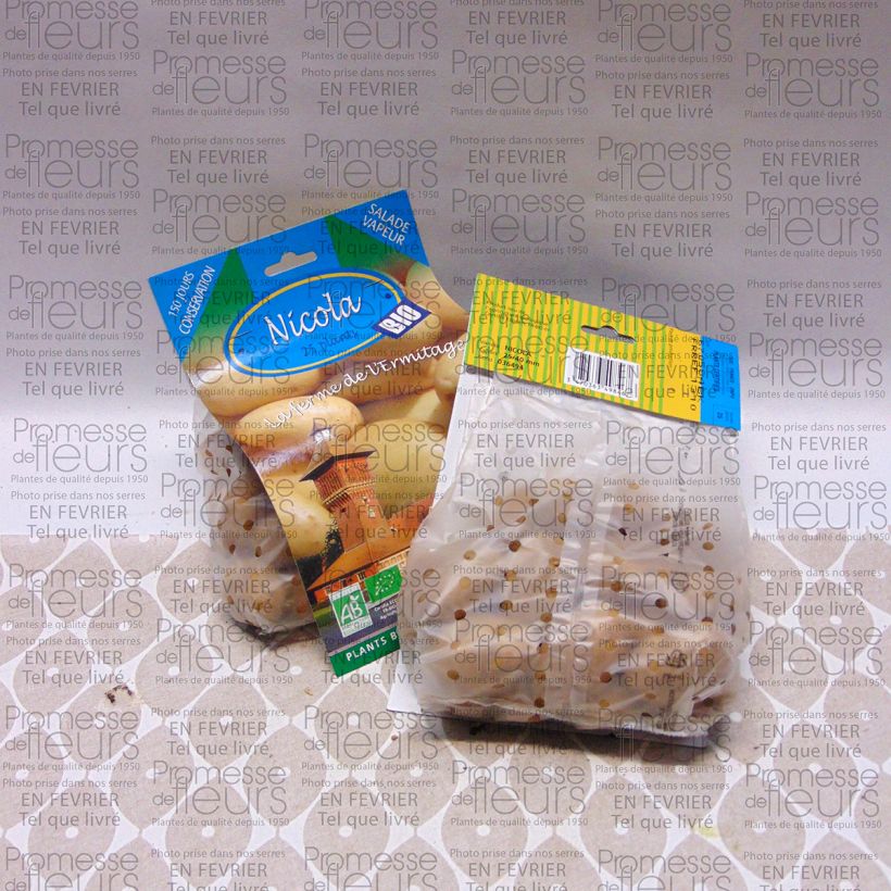 Example of Organic Potatoes Nicola Bag of 25 plants size 25/40 mm specimen as delivered