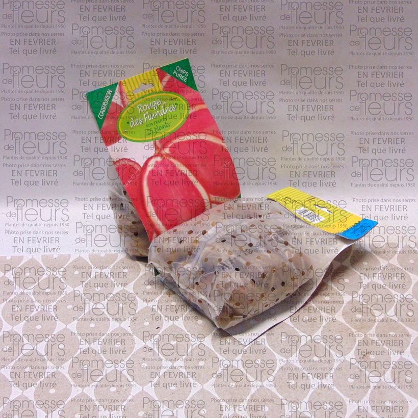 Example of Potatoes Rouge des Flandres Bag of 25 plants size 28/45 mm specimen as delivered