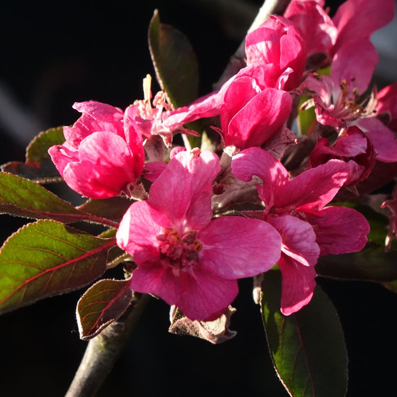 Red-fleshed Apple Tree Blush Rosette - Malus domestica (Flowering)