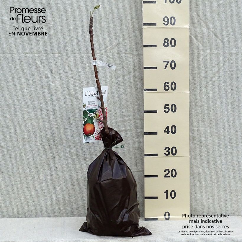 Columnar Apple Tree Cheverny- Georges Delbard Ready-to-plant root ball, Columnar sample as delivered in autumn