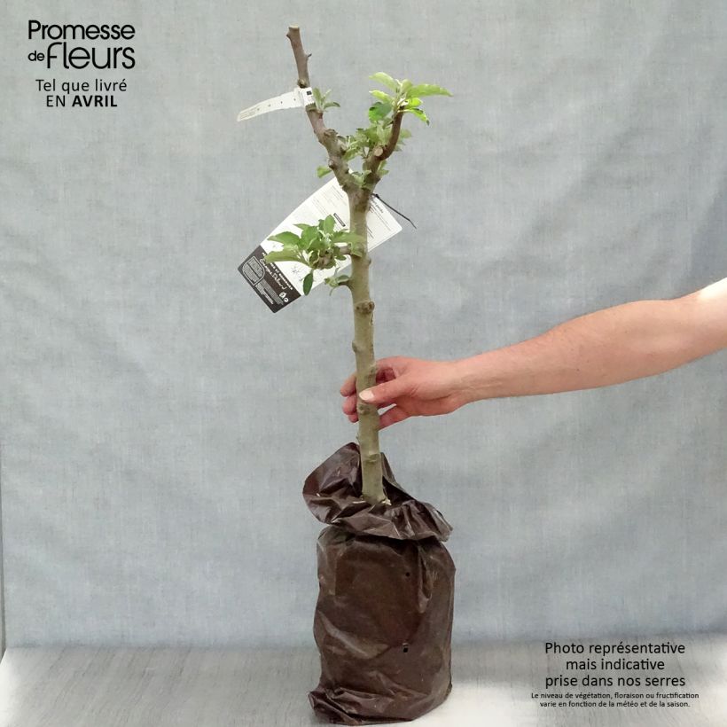 Apple Tree Court Pendu - Malus domestica Ready-to-plant root ball, Goblet sample as delivered in spring