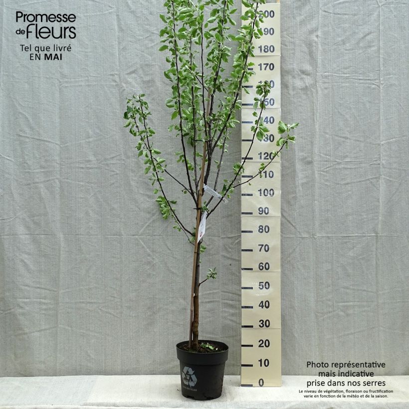 Apple Tree Cox's Orange Pippin - Malus domestica 7.5L/10L pot, Goblet sample as delivered in spring