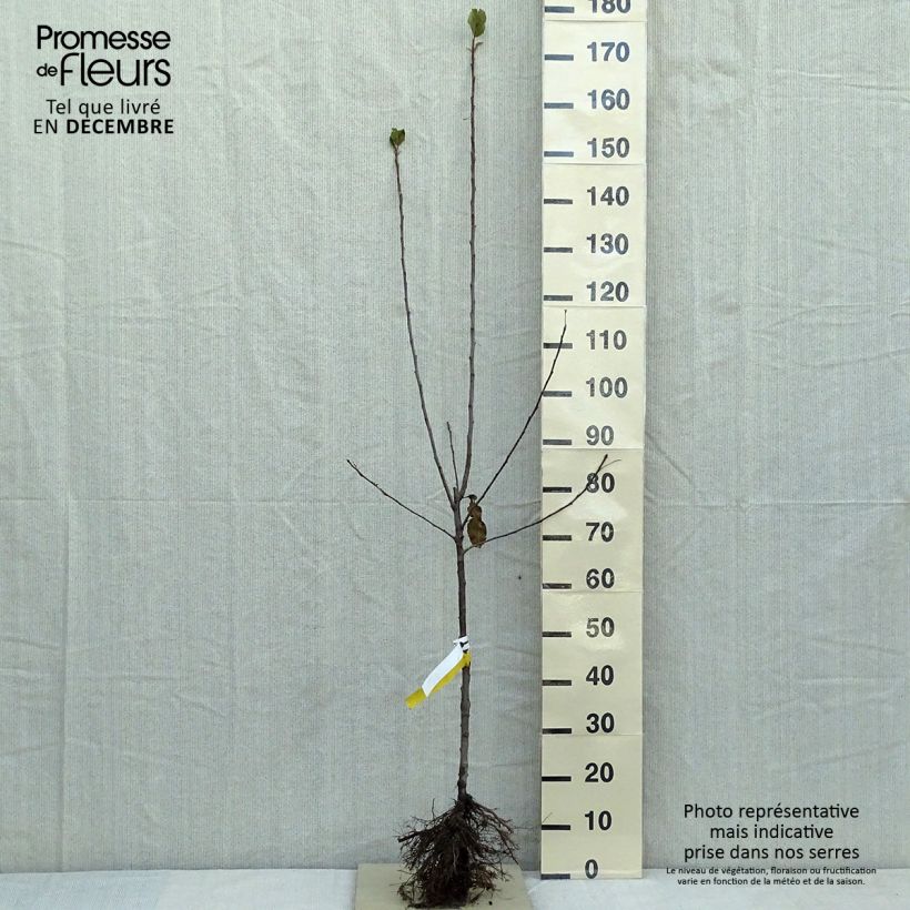 Apple Tree Cox's Orange Pippin - Malus domestica Bare root, Goblet sample as delivered in winter