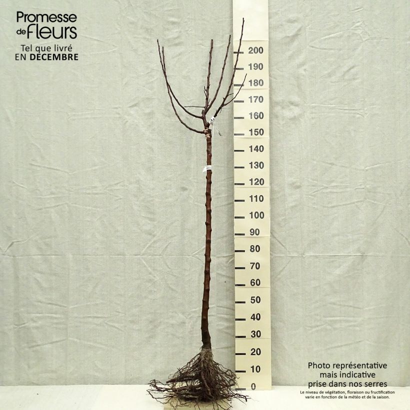 Apple Tree Divine - Malus domestica Bare root, Half standard sample as delivered in winter