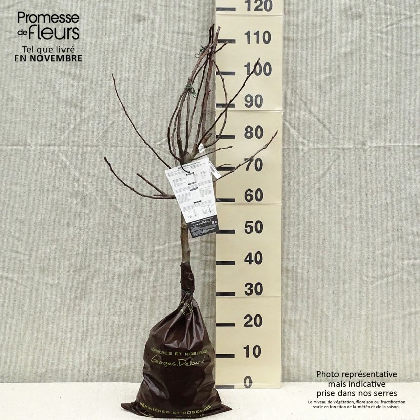 Apple Tree Delbarestivale - Malus domestica Ready-to-plant root ball, Goblet sample as delivered in autumn