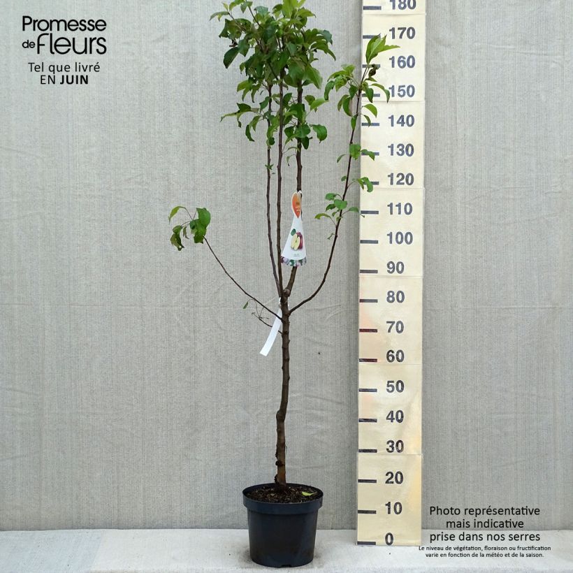 Apple Tree Gloster - Malus domestica 7.5L/10L pot, Goblet sample as delivered in spring