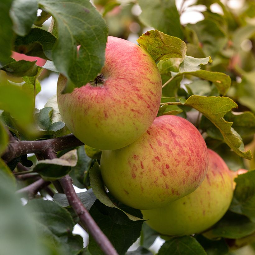Organic Apple Tree Reinette Grand-mere -Malus domestica (Harvest)