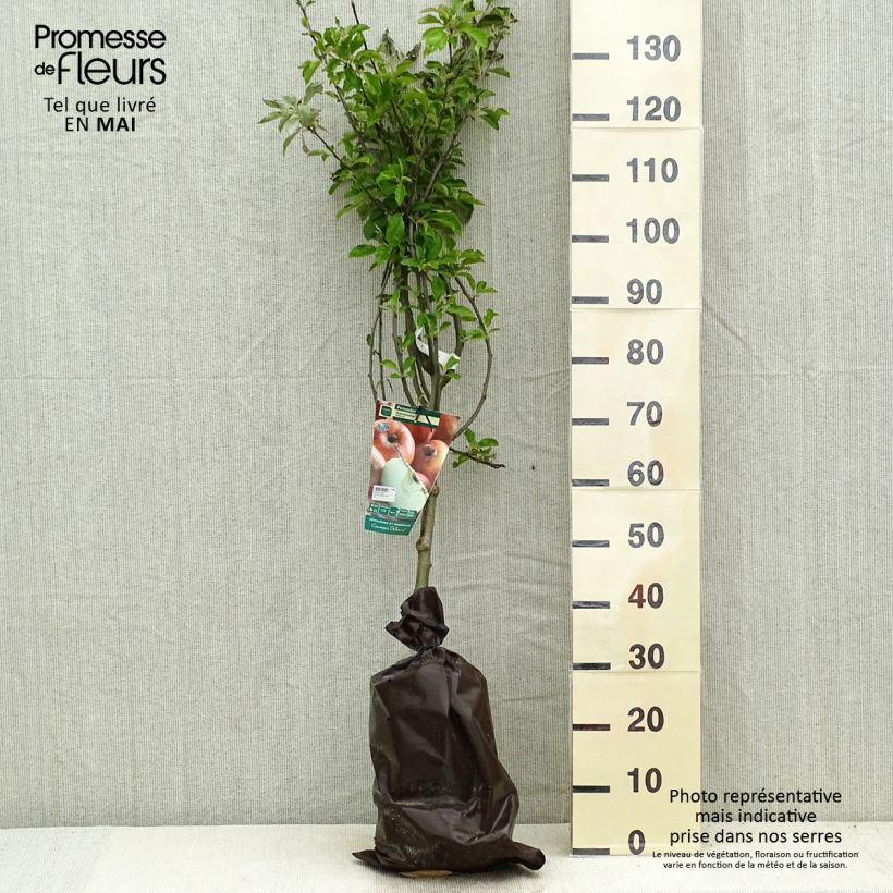 Apple Tree Harmonie - Malus domestica Ready-to-plant root ball, Goblet sample as delivered in spring