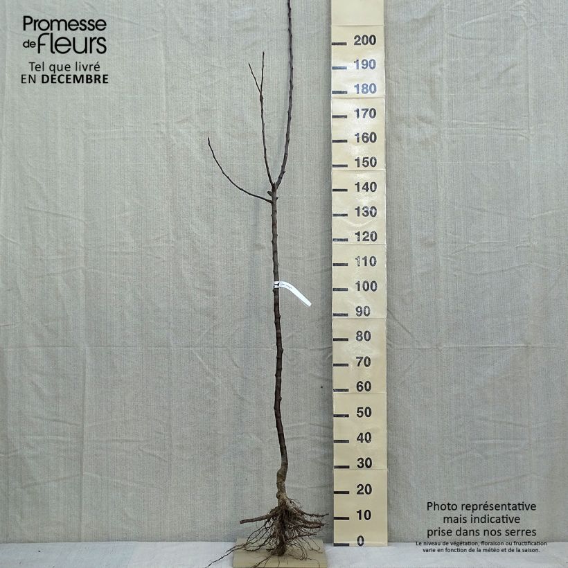 Apple Tree Jacques Lebel - Malus domestica Bare root, Half standard sample as delivered in winter