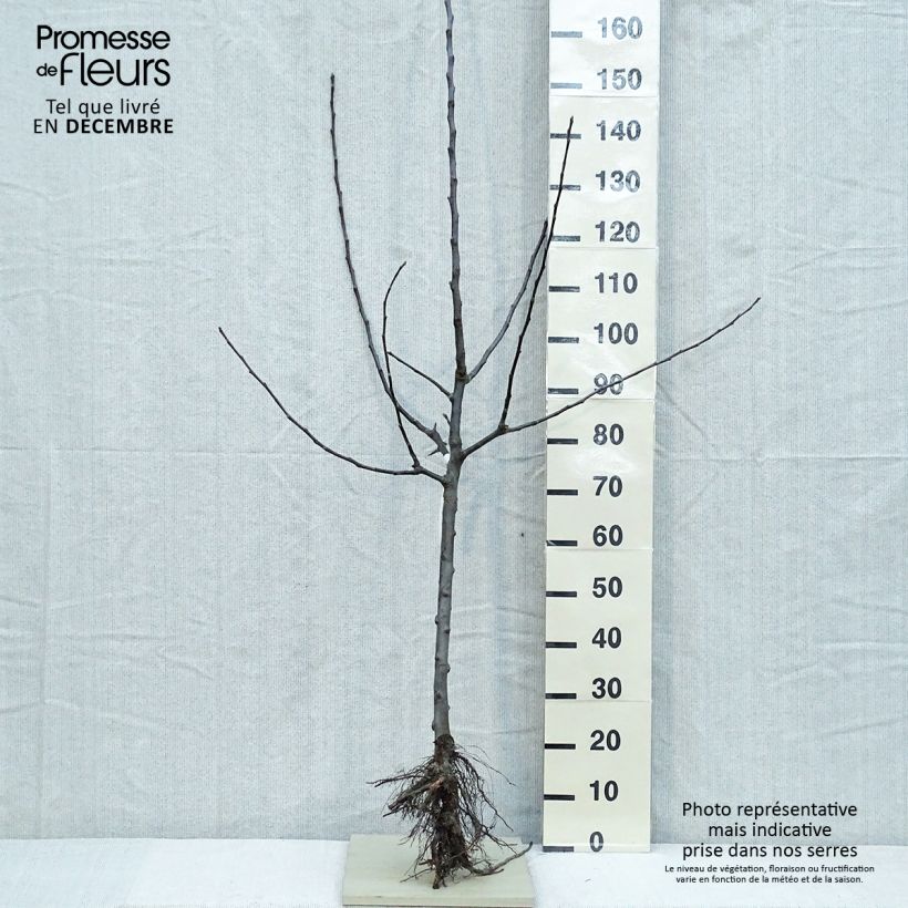Apple Tree Jacques Lebel - Malus domestica Bare root, Goblet sample as delivered in winter