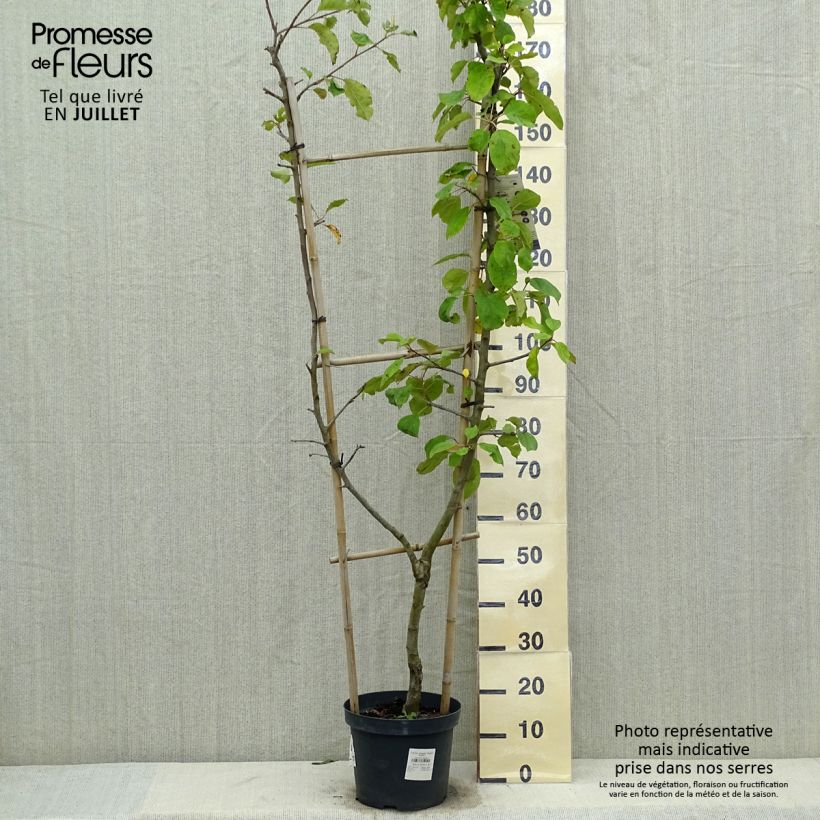 Apple Tree Jonagold - Malus domestica 7.5L/10L pot, Single u-shaped espalier sample as delivered in summer