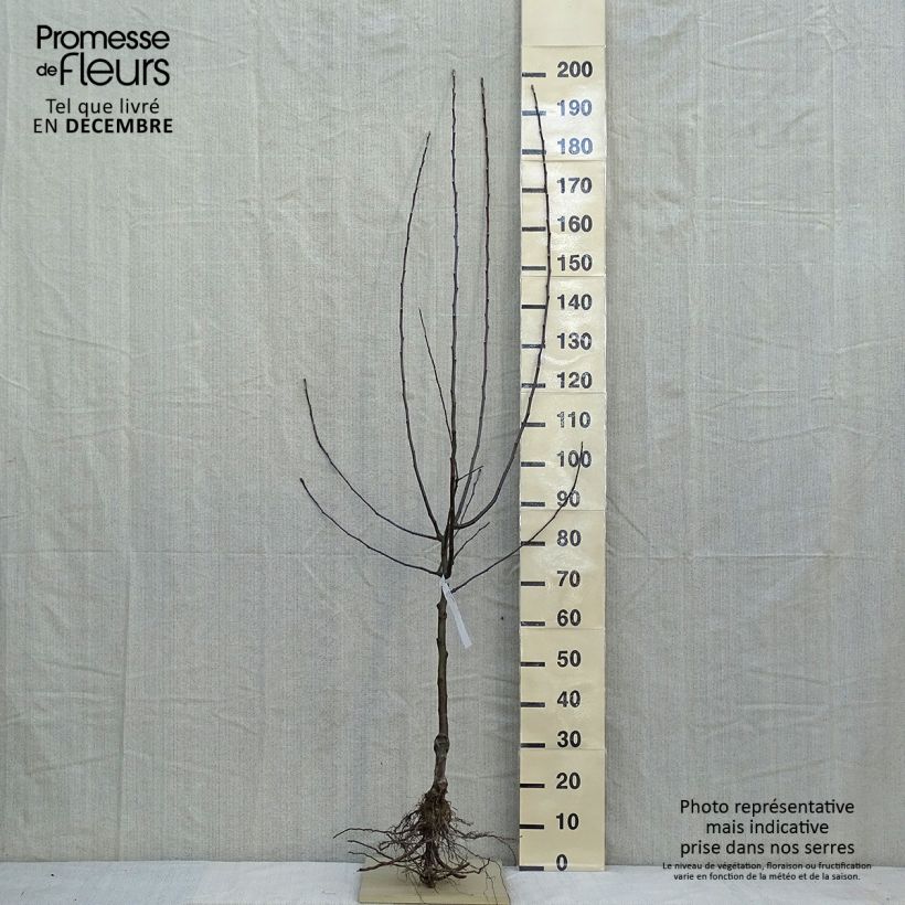 Apple Tree Jonathan - Malus domestica Bare root, Half standard sample as delivered in winter