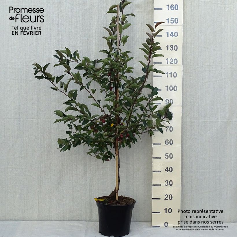Malus Diable Rouge 7.5L/10L pot sample as delivered in autumn