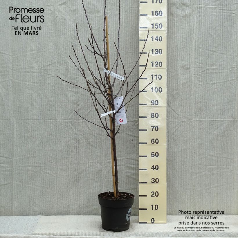 Apple Tree Braeburn - Malus domestica 7.5L/10L pot, Goblet sample as delivered in spring