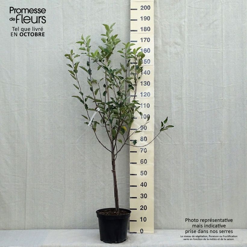 Apple Tree Melrose - Malus domestica 7.5L/10L pot, Goblet sample as delivered in autumn