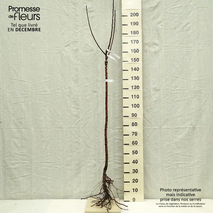 Apple Tree Winter Rambour - Malus domestica Bare root, Half standard sample as delivered in winter