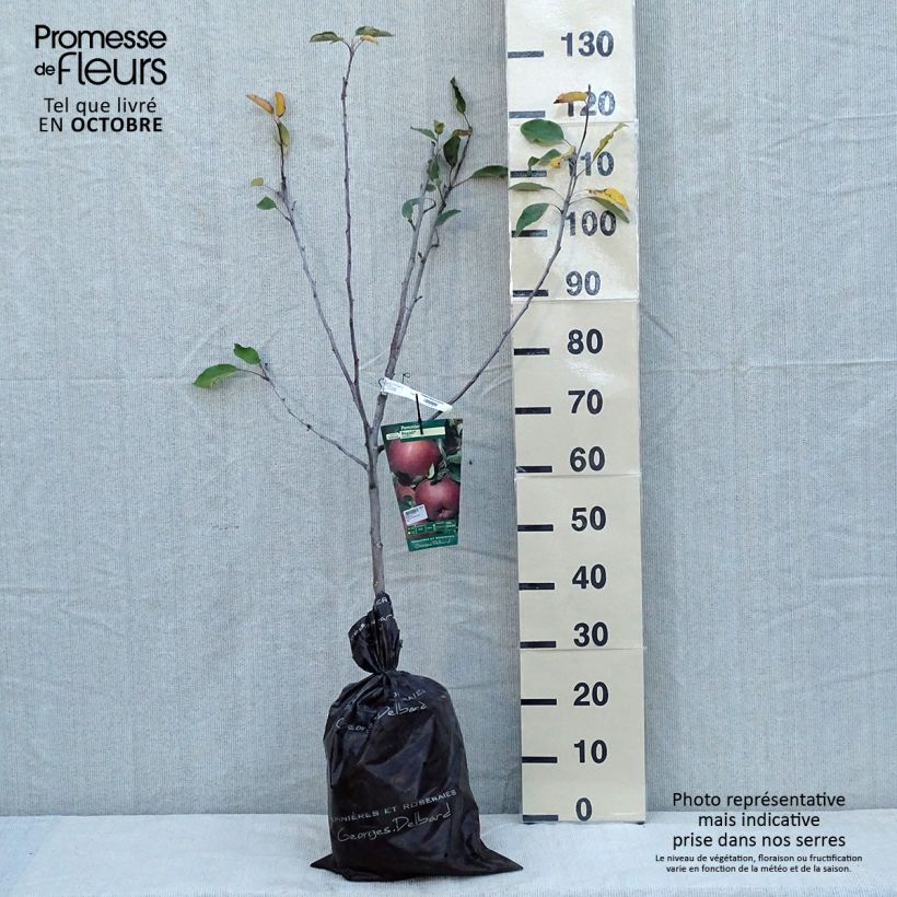 Apple Tree Regali Apple Tree - Georges Delbard Ready-to-plant root ball, Goblet sample as delivered in autumn