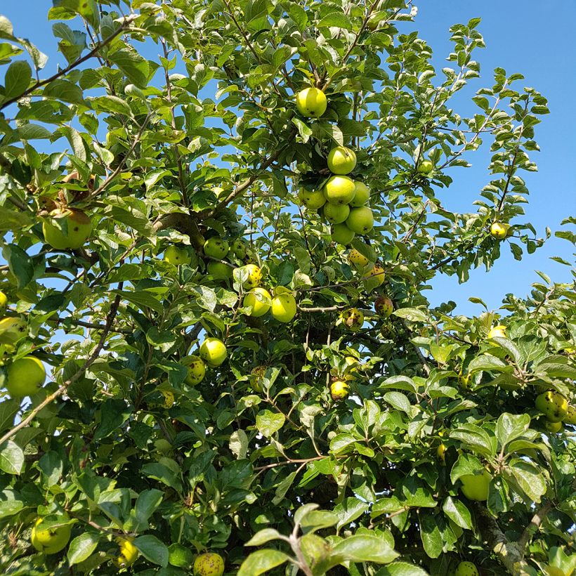 Apple Tree Reinette du Canada Blanche - Malus domestica (Harvest)