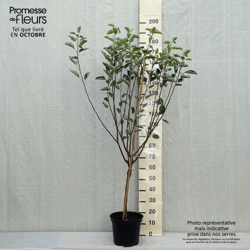 Apple Tree Reinette de Caux - Malus domestica 7.5L/10L pot, Goblet sample as delivered in autumn