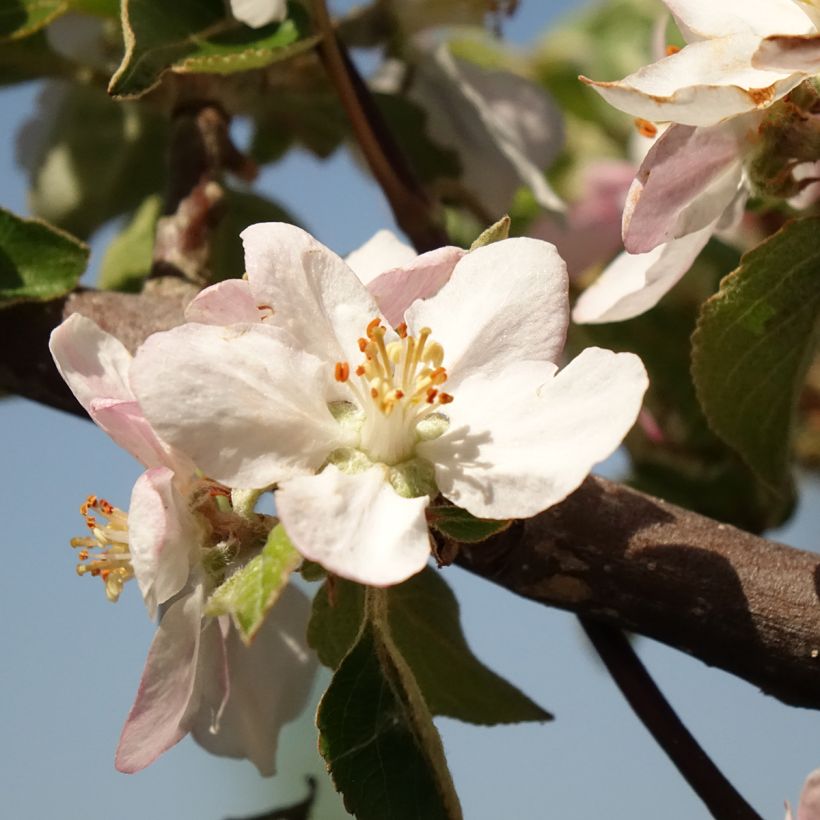Apple Tree Reinette Grise du Canada (Flowering)