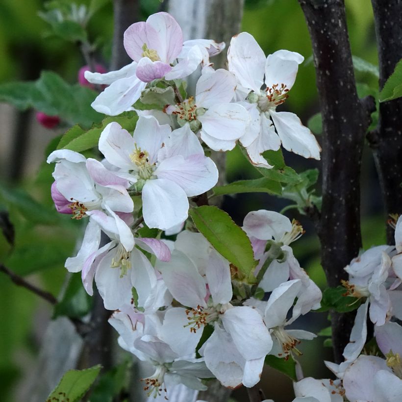 Apple Tree Royale Delbard Delfloga - Georges Delbard (Flowering)