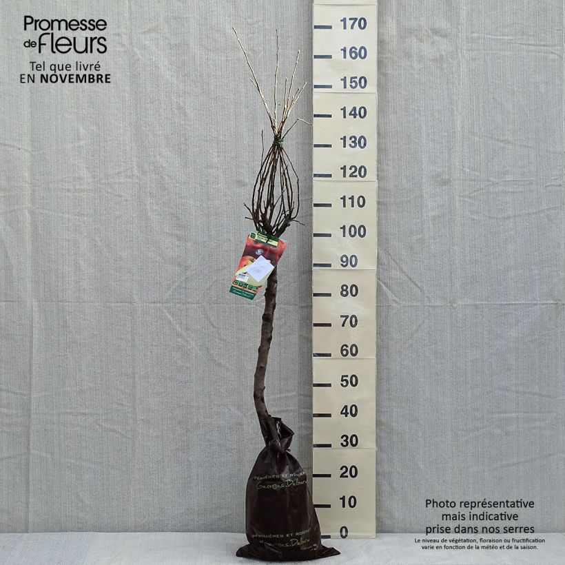 Apple Tree Royale Delbard Delfloga - Georges Delbard Ready-to-plant root ball, Goblet sample as delivered in autumn