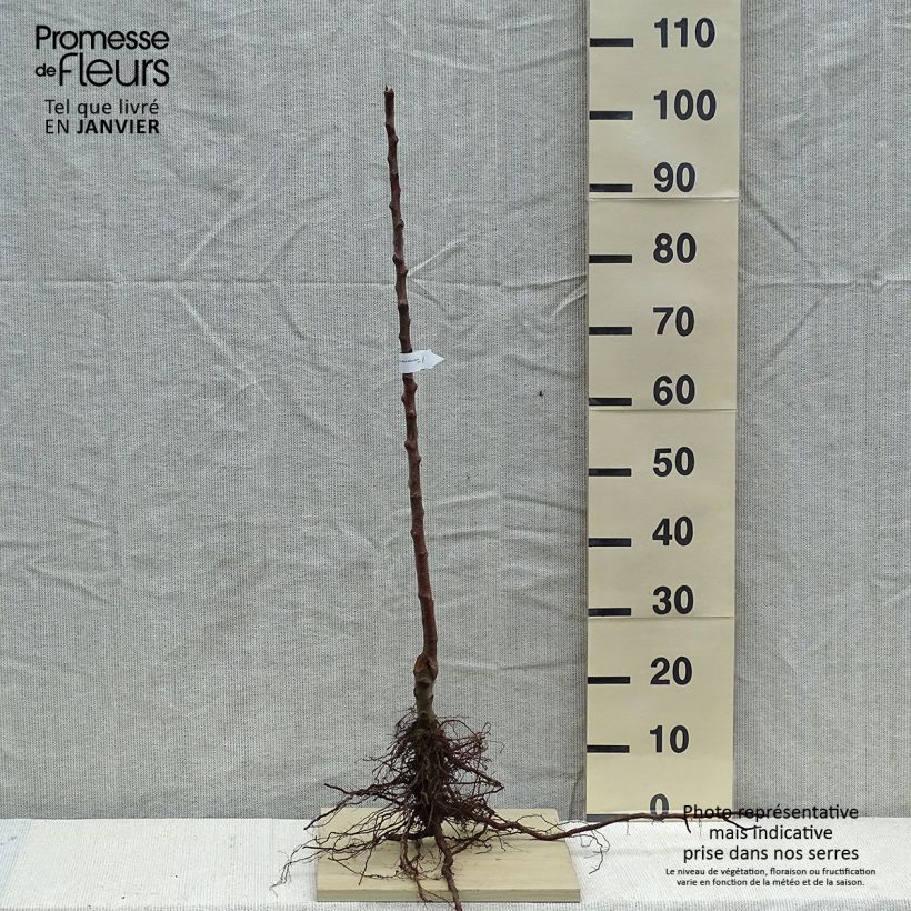 Cider Apple Tree Marie Ménard - Malus domestica Bare root, Scion sample as delivered in winter