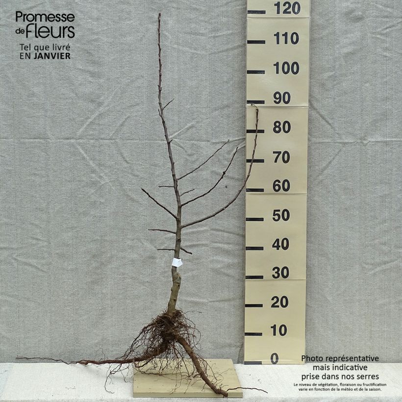 Cider Apple Tree Petit Jaune - Malus domestica Bare root, Scion sample as delivered in winter