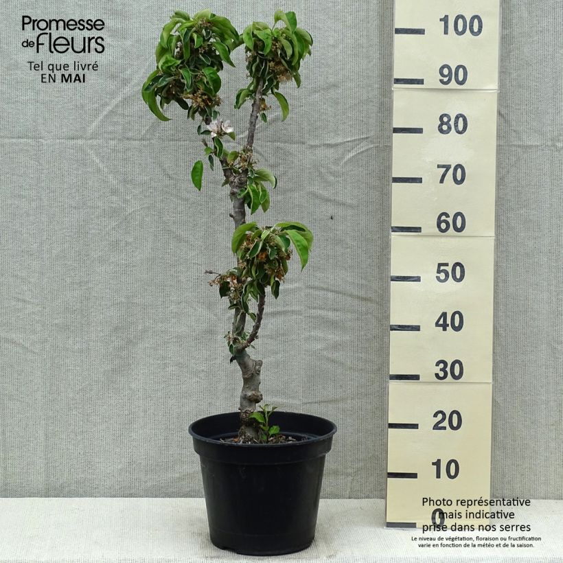 Columnar Apple Tree Ballerina Waltz - Malus domestica 7.5L/10L pot, Columnar sample as delivered in spring