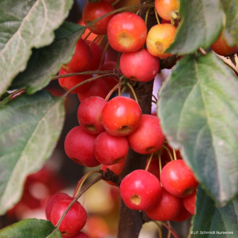 Malus Ivory Spear - Crab Apple (Harvest)