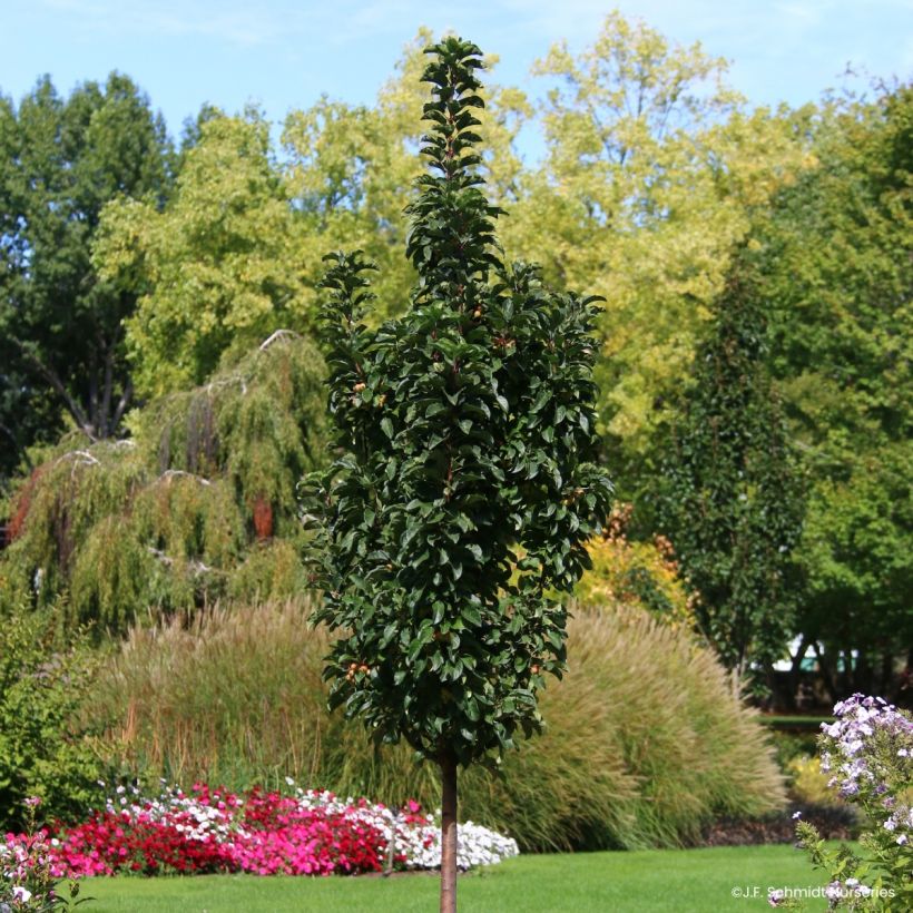 Malus Ivory Spear - Crab Apple (Plant habit)