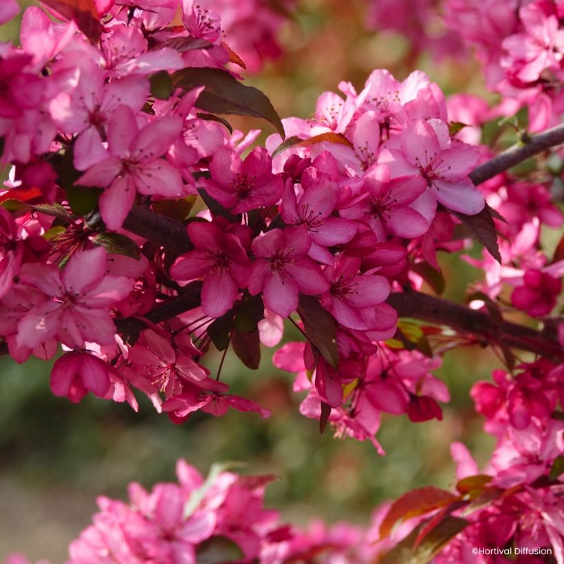 Malus Royal  Raindrops - Crab Apple (Flowering)