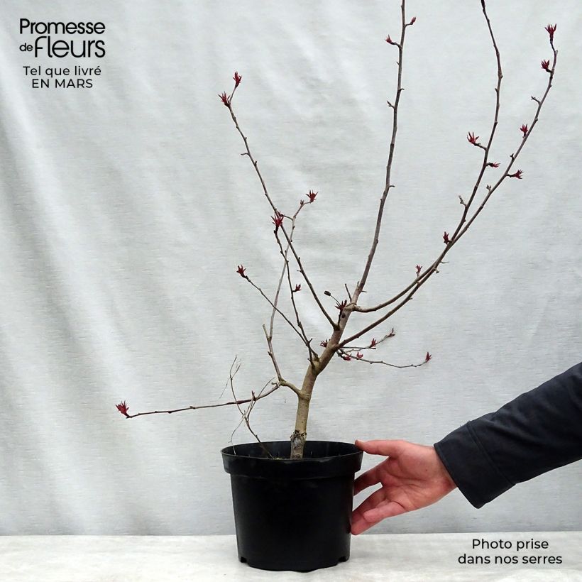 Malus Rudolph - Crab Apple 4L/5L pot sample as delivered in spring