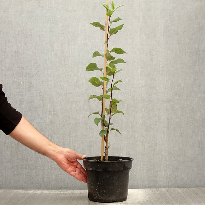 Malus micromalus - Dwarf Crab Apple 4L/5L pot sample as delivered in autumn