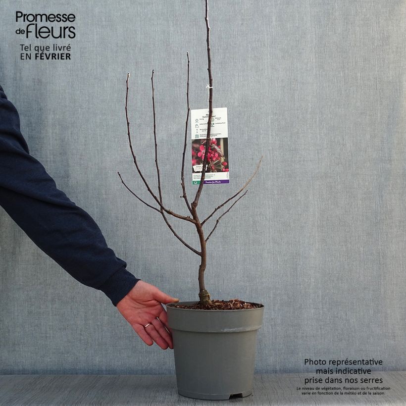 Malus Dark Rosaleen - Crab Apple 6L/7L pot sample as delivered in winter