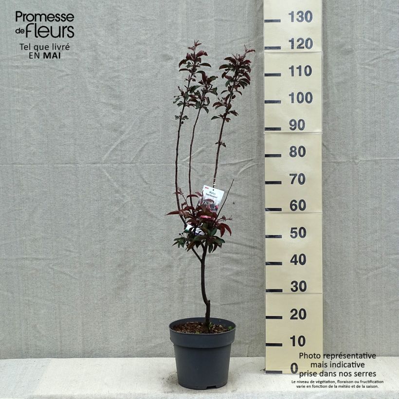 Malus Dark Rosaleen - Crab Apple 6L/7L pot sample as delivered in spring