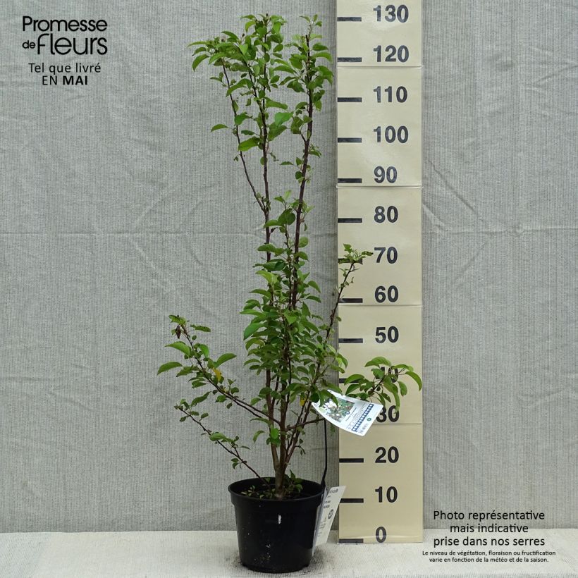 Malus Evereste - Crab Apple 3L/4L pot sample as delivered in spring