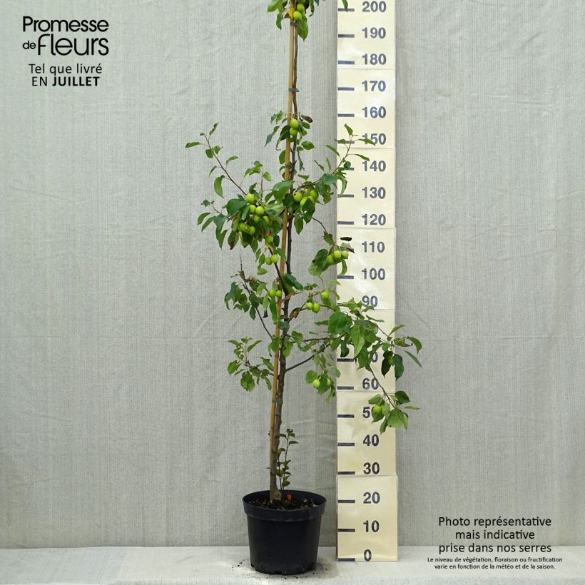 Malus Evereste - Crab Apple 6L/7L pot, Bush sample as delivered in summer