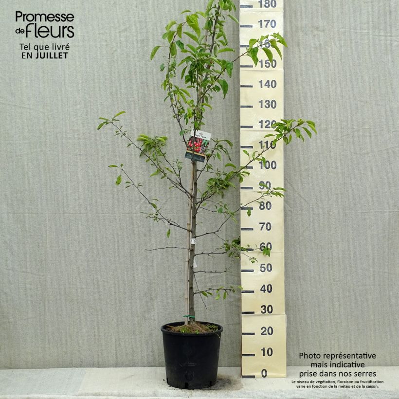 Malus Sugar Tyme - Crab Apple 7.5L/10L pot, Standard sample as delivered in summer