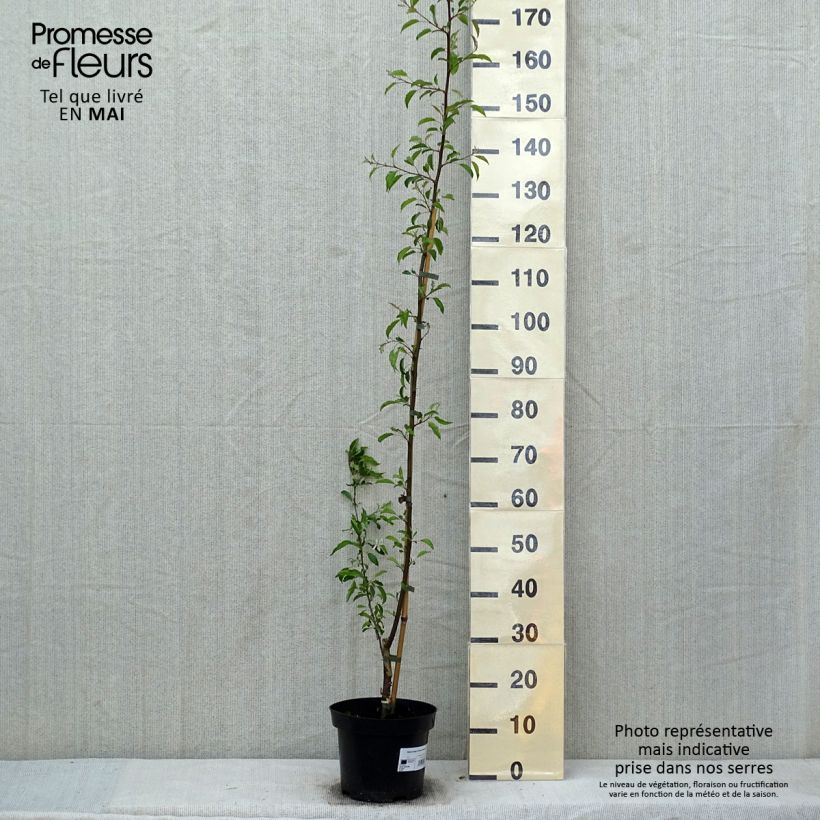 Malus toringo Brouwers Beauty - Crab Apple 4L/5L pot sample as delivered in spring