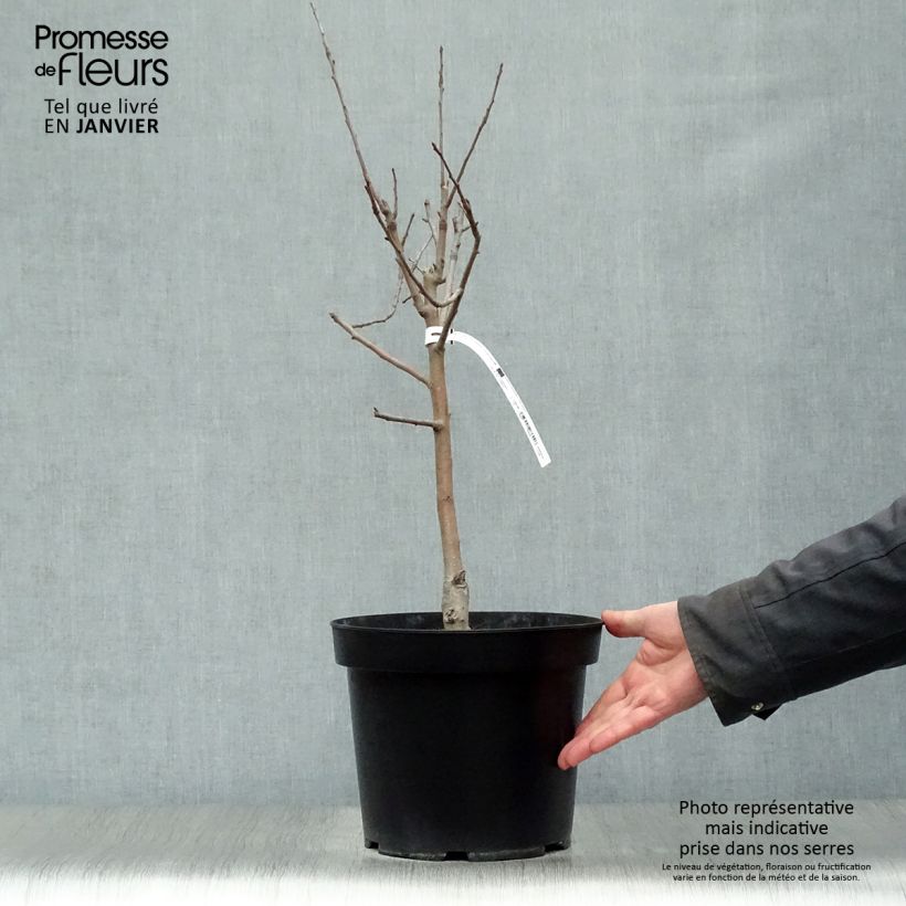 Dwarf Apple Tree Garden Sun Red - Malus domestica 6L/7L pot, Dwarf sample as delivered in winter