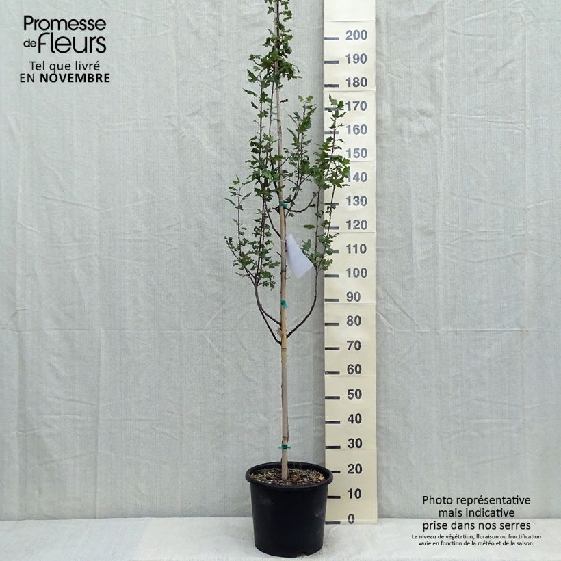 Malus trilobata - Crab Apple 7.5L/10L pot sample as delivered in autumn
