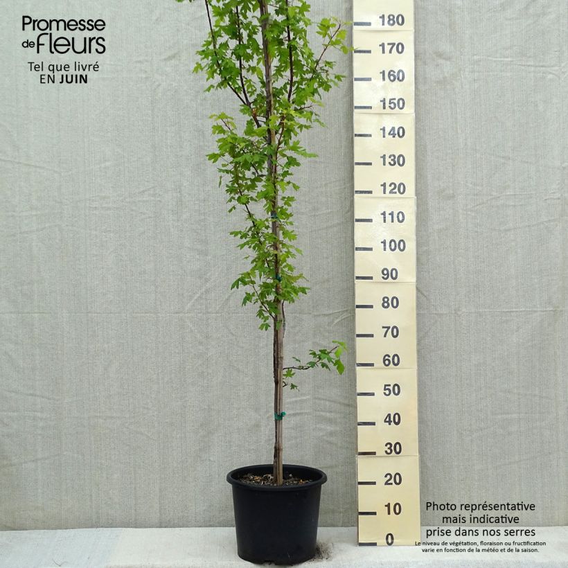 Malus trilobata - Crab Apple 7.5L/10L pot sample as delivered in spring