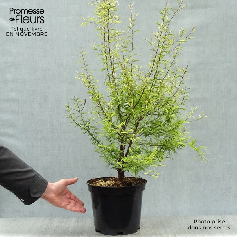 Calliandra surinamensis 7.5L/10L pot sample as delivered in autumn