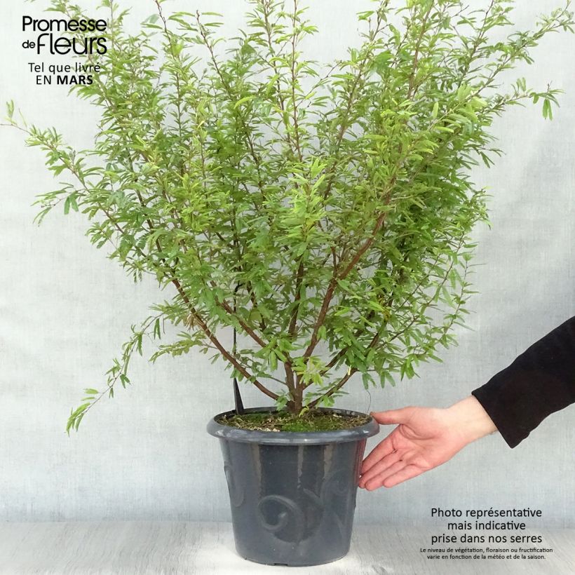 Calliandra surinamensis 7.5L/10L pot sample as delivered in spring