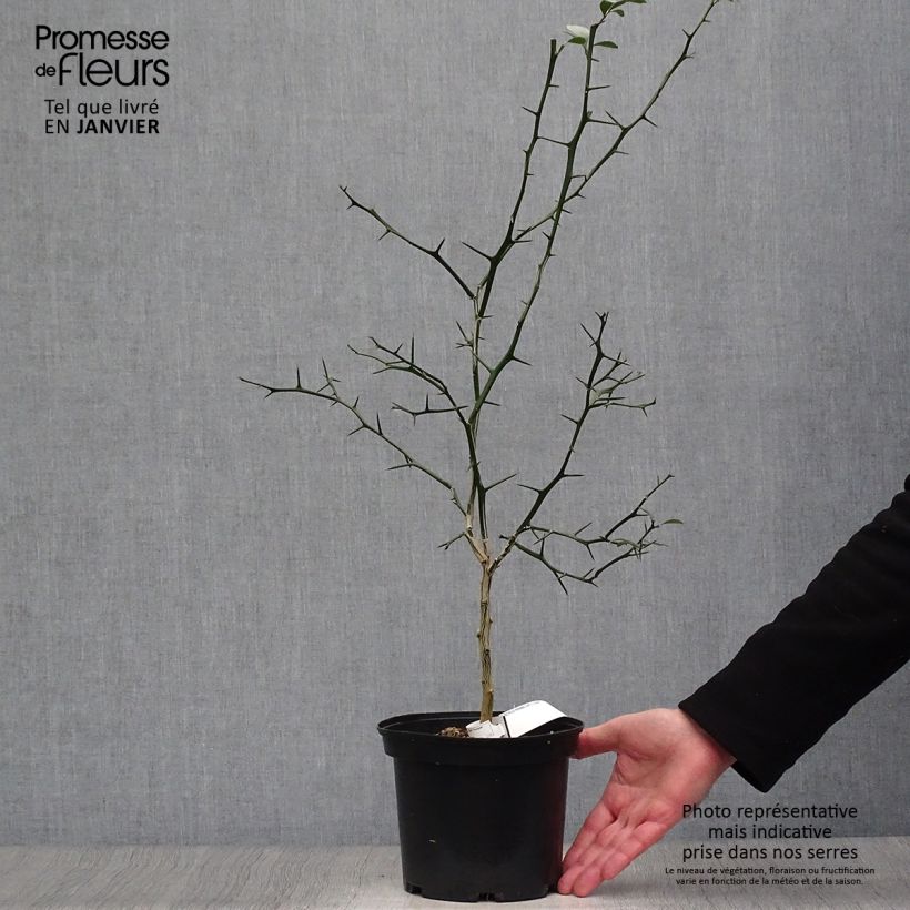 Poncirus trifoliata 3L/4L pot sample as delivered in winter