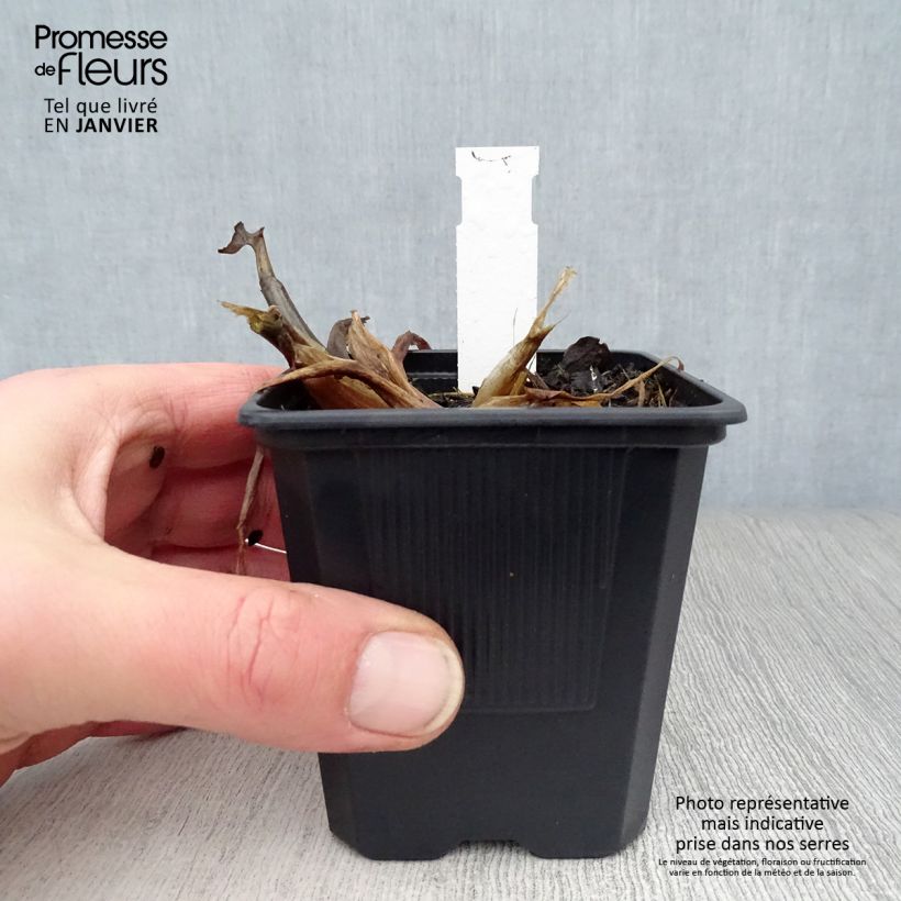 Pontederia cordata 8/9 cm pot sample as delivered in winter