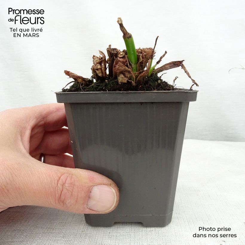 Pontederia cordata White Pike 8/9 cm pot sample as delivered in spring