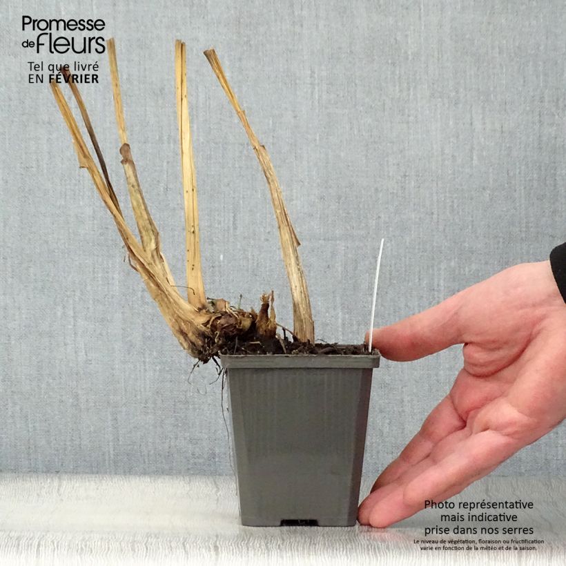 Pontederia cordata White Pike 8/9 cm pot sample as delivered in winter